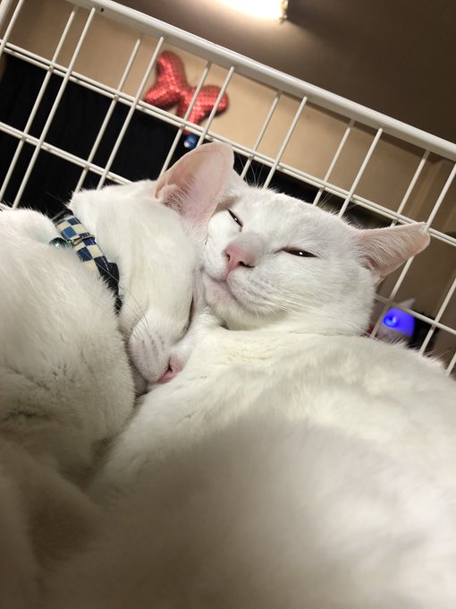 にゃんこはおねむでした 