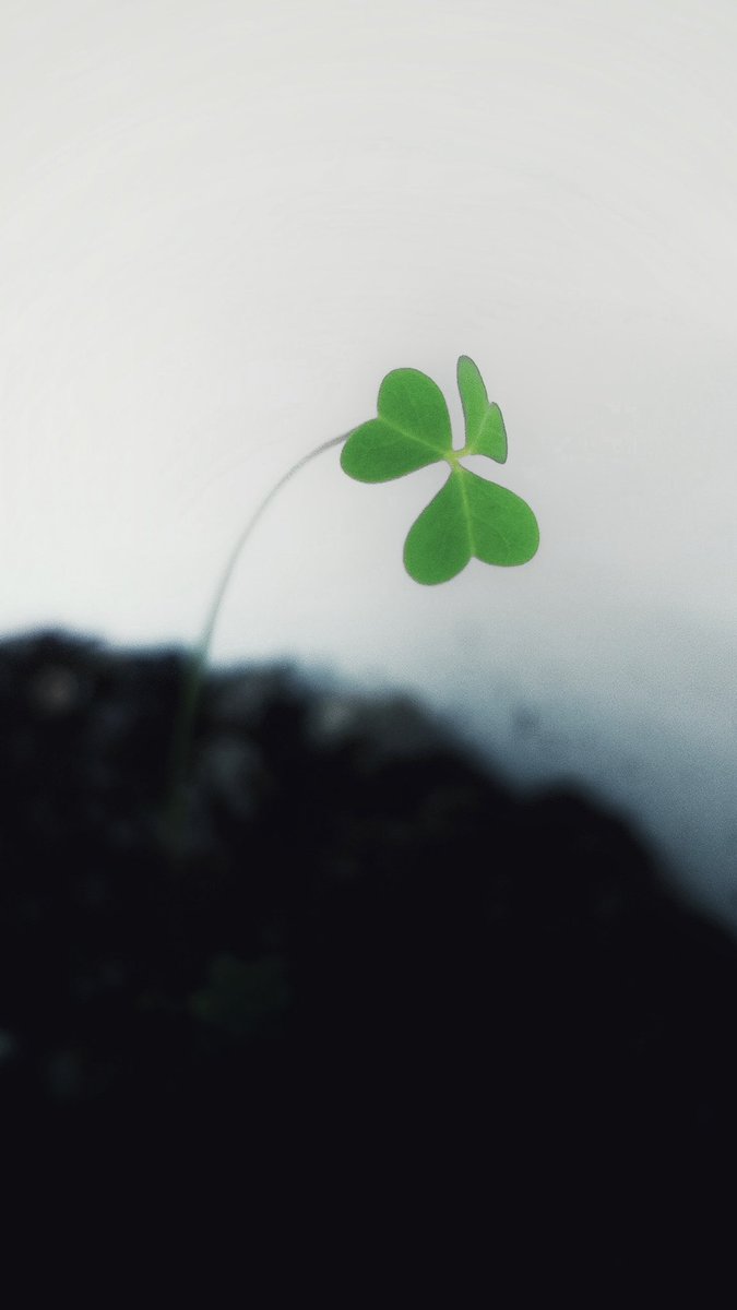 May91974480's tweet photo. hello 2021❣️✨💞🎁🎶 #flowers #nature #sky #trees #mountains #leaf https://t.co/QHC95cOy26