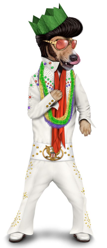 Pets Rock World tweet media