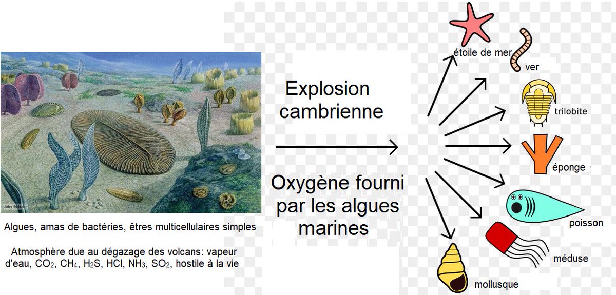 La vie s’est complexifiée toujours grâce à l’énergie : celle des fonds marins ou du soleil qui a permis le développement des algues photosynthétiques. Ces algues et leur production d’oxygène ont permis l’explosion de la vie animale océanique et terrestre y a 500 millions d’années