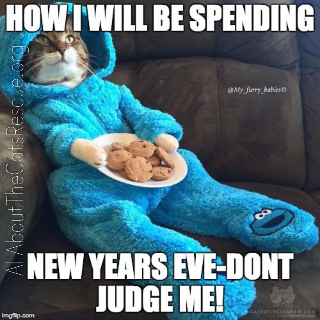 AATCSFL's tweet photo. #aatc #animalrescue #adoptdontshop #catrescue #allaboutthecats #rescue #animallovers #animallover #love #animalwelfare #friendsnotfood #rescuecat #pets #adopt #fosteringsaveslives #kitten #kittenrescue #nonprofit #donatenow https://t.co/XQf0EL4cDP