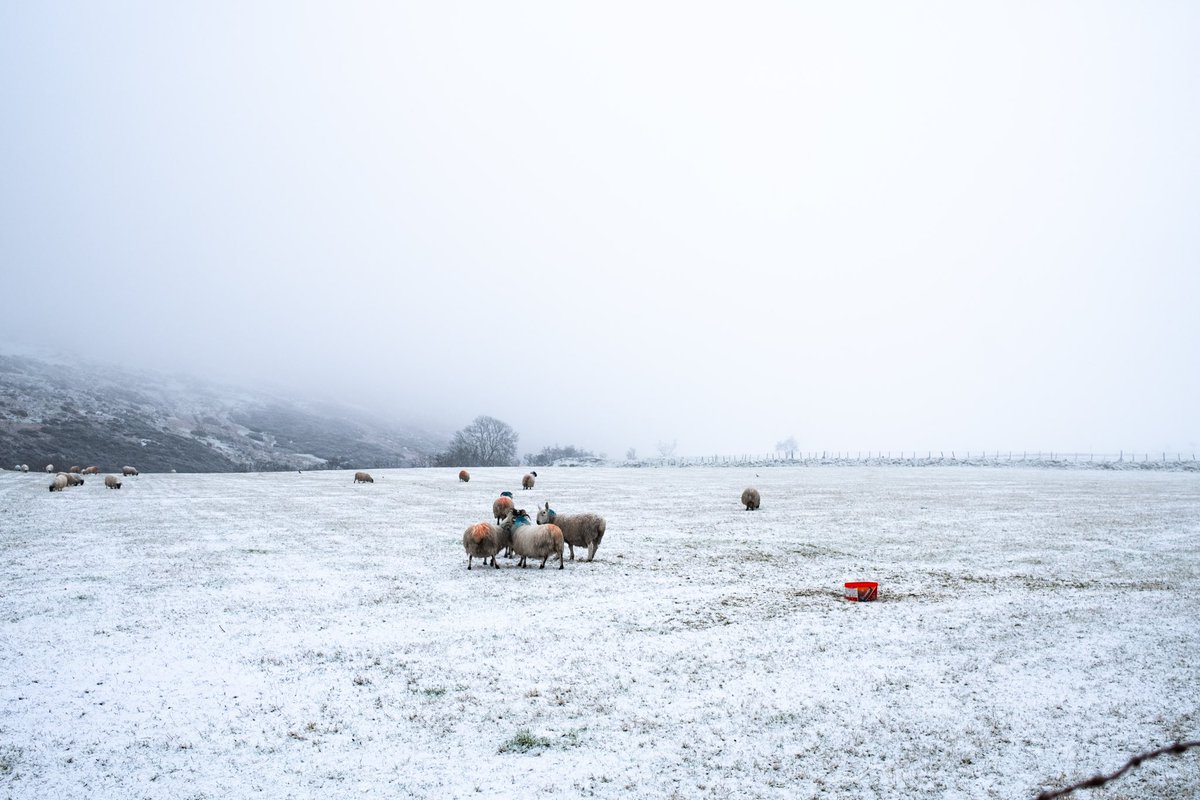 andreoloa's tweet image. Decided not to run in the end