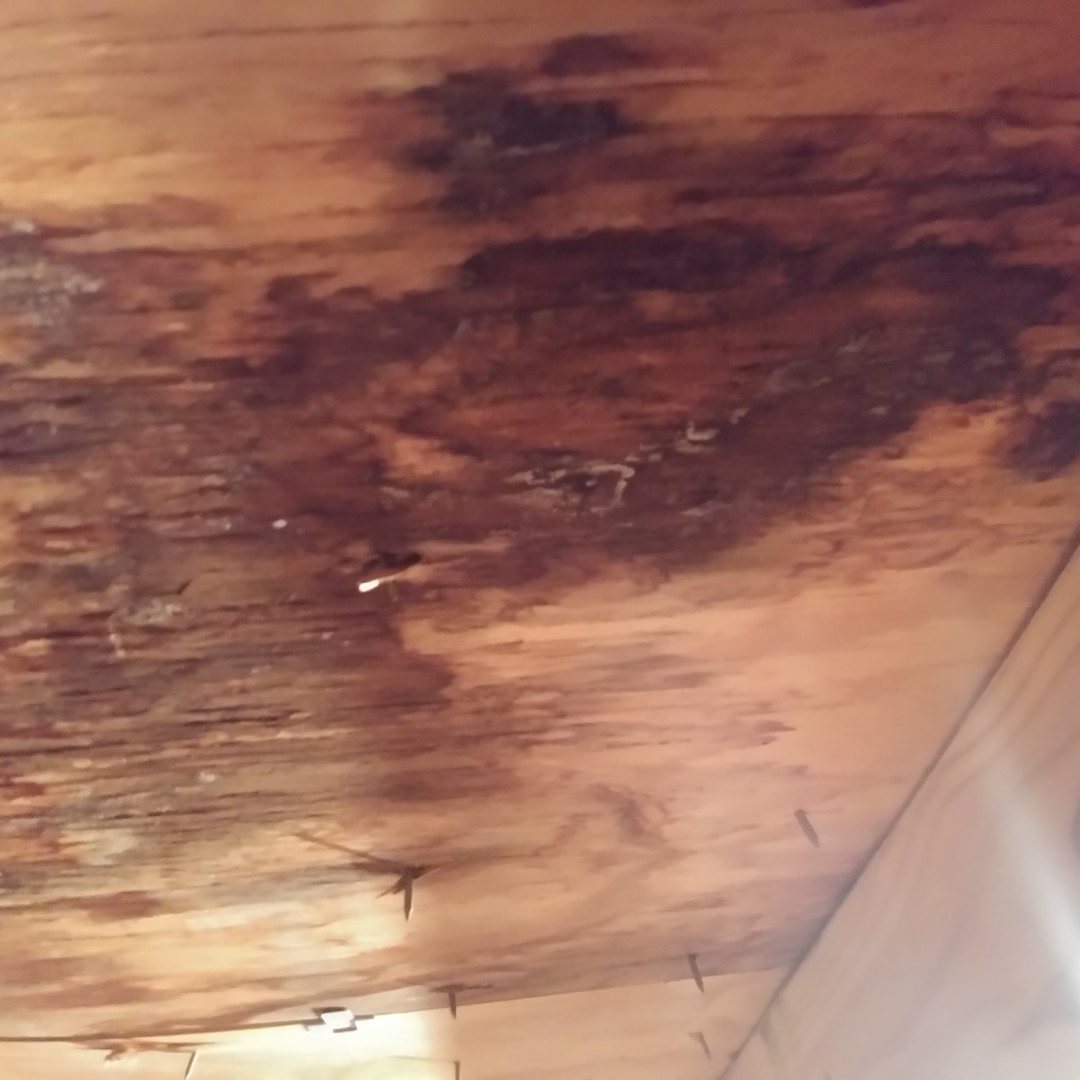 expertrestorer's tweet photo. BBB-accredited contractor specializing in roof repair &amp; replacement, windows, &amp; more in Indianapolis and surrounding areas. Call  317.643.1207 or book online now for a FREE consultation &amp; estimate!

#WeFinance #Roofing #Gutters #Windows #Licensed #NewRoof #RoofRepair https://t.co/m1U03pSgAg