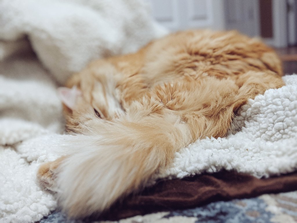 BrandoSuperhero's tweet photo. Cat naps. #AbeTheCat #TheFuzzyOne https://t.co/7e10r75aye