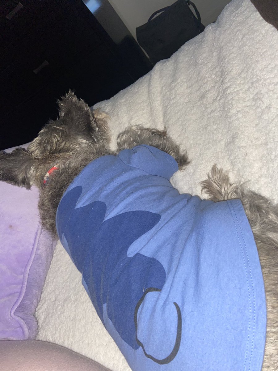 xobrunellaaa's tweet photo. To the love of my life, rest easy my baby. You are no longer suffering and that’s what matters. I’ll be crossing that rainbow bridge soon, so we could meet again and never be separated. I will miss you my entire life, te amo con todo mi corazón Vitto. https://t.co/cgsoSuGPzm