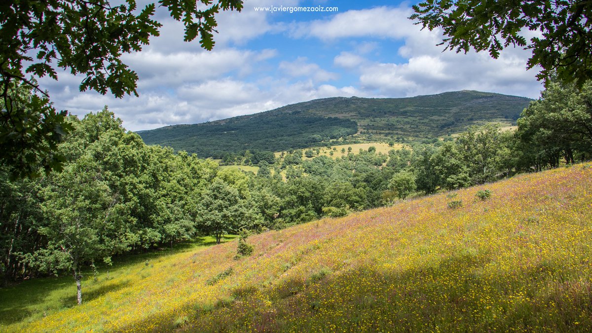 Han sido muchas las jornadas dedicadas este año a recorrer la Reserva de la Biosfera de la Sierra del Rincón, especialmente Montejo de la Sierra, cuyos robledales lucían en el mes de junio sus mejores galas, despidiendo así a la primavera. [6/12]