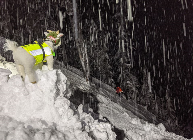 wsdot's tweet photo. The first few months of the year brought heavy snow to the mountains, which meant Mazama the Avalanche Rescue Goat and her teammates were hard at work trying to keep the passes safe for travel. #WSDOT20 https://t.co/k8FlIleVbr