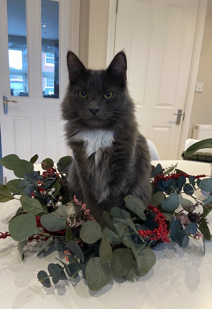 vinnie_grey's tweet photo. I’m still feeling christmasy. Do you think it suits me? 😻#HappyNewYear #CatsOfTwitter #CatsOnTwitter #beautifulboy https://t.co/H8rxzYwg1l