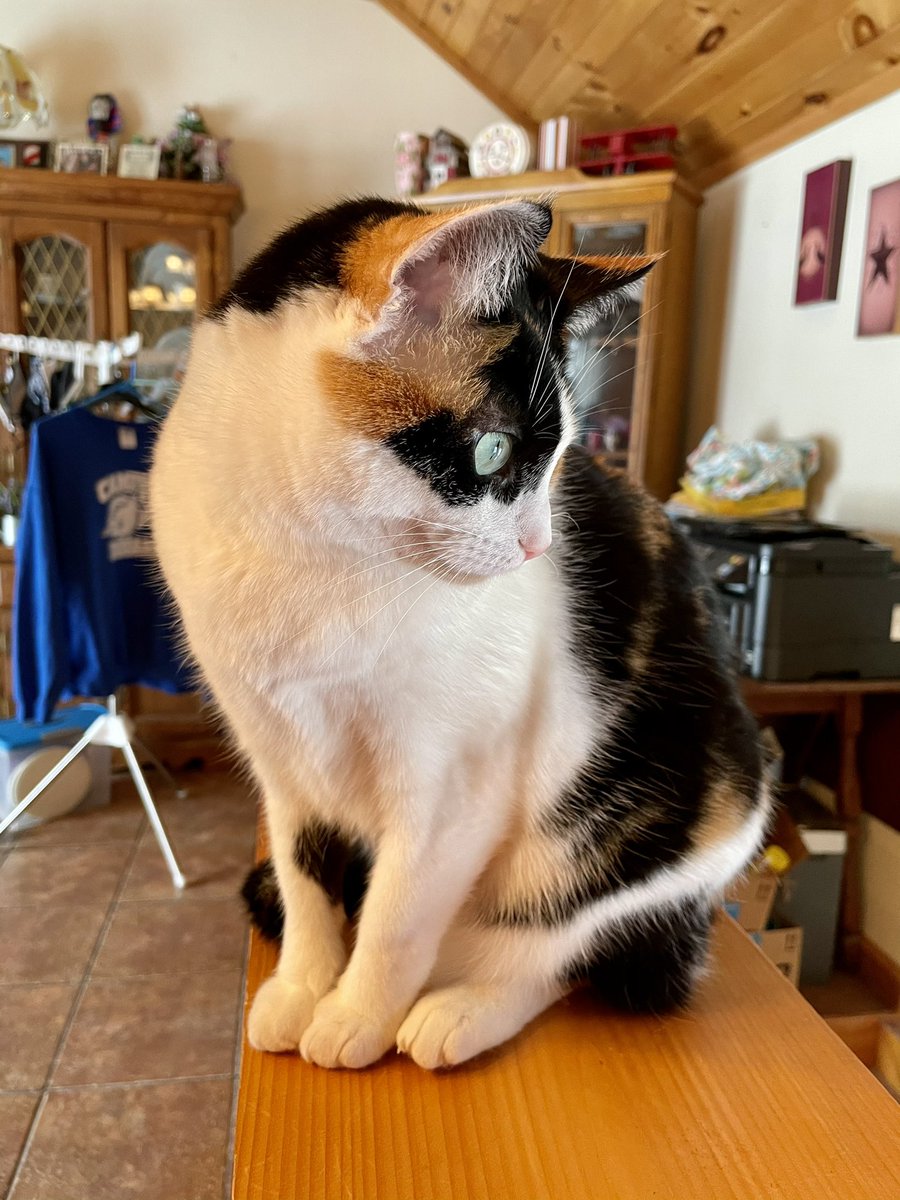 fancyfelines_'s tweet photo. pretty kitties ❤️ #calicocrew #CatsOfTwitter #cats https://t.co/Pz7fSwIdVS