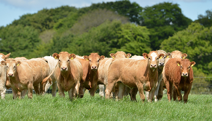 teagasc's tweet photo. In this special review of @TeagascBeef #VirtualBeefWeek, you can catch up on all of the content which covered the latest research & advice on suckler beef, dairy calf to beef, sustainable beef production, grassland management & the beef sector challenges https://t.co/HxjsFU8xnD https://t.co/0UMZ7IIpZi