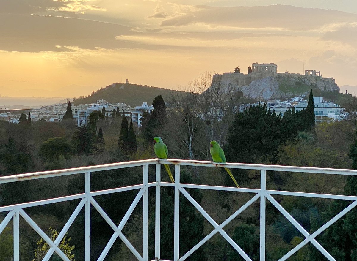 As the last day of #2019 was fading away, a pair of parakeets paid me a visit on my rooftop in #Athens to wish me a #HappyNewYear. If nothing else, the lesson to be extracted from the outgoing year and the #covid       19 experience is that #LittleThingsMatterMore