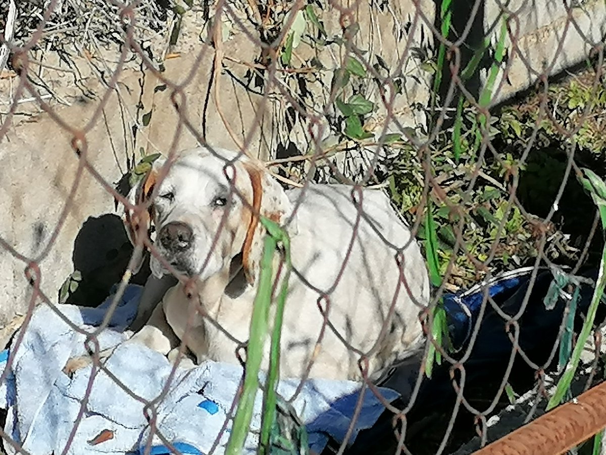 EsterGrana2's tweet photo. @Policia_Granada este perro estaba esta mañana por el camino del cañaveral parece perdido o más bien abandonado, parece mayor. Qué se puede hacer?? Q pena da! https://t.co/QV9j8WIUlt