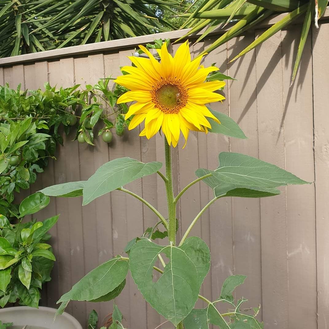Sunflower grown in Melbourne, Australia, for George who is diagnosed with myotubular myopathy, during #TheBigSunflowerProject 2020. #centronuclear #centronuclearmyopathy #myotubular #myotubularmyopathy #sunflower #sunflowers #growasunflower