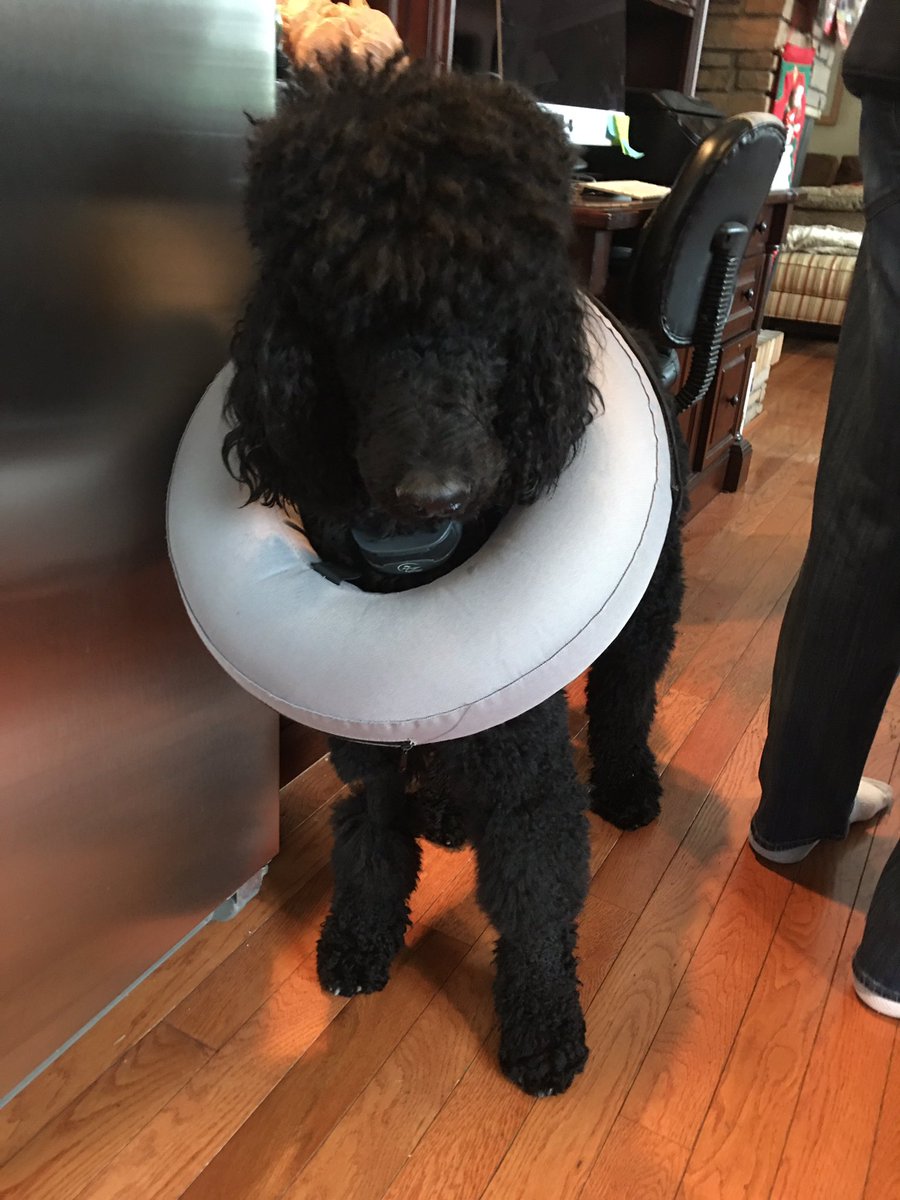 Upgraded from cone of shame to life preserver—‘I’ll be ready and waiting to join anyone on a cruise’ exclaimed #bogienights