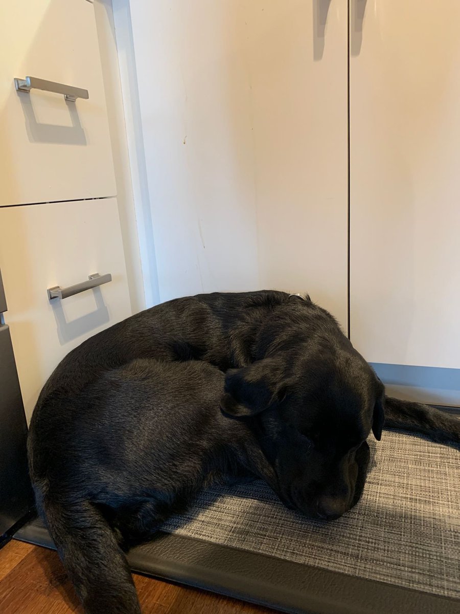 On a year when both a job change and general 2020-ness largely kept me off Twitter, I figure the least I can do is offer a puppy pic of my self-appointed kitchen helper to close things out. Happy New Year, stay safe and thanks for everything!