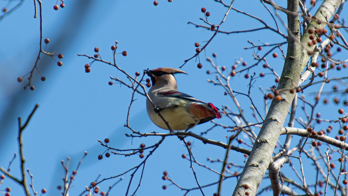 新年快乐！
あけましておめでとう！