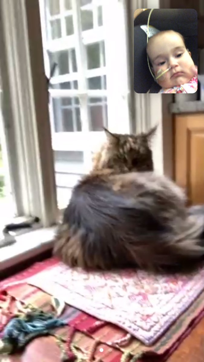 KFILE's tweet photo. I will seriously always cherish the memory of Zoom pet therapy. https://t.co/5xj2pUY7AI
