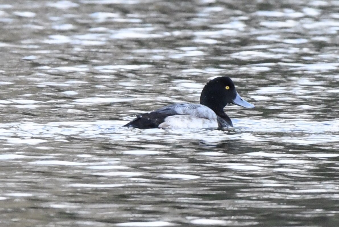 DeenaSharp18's tweet photo. Look who turned up on Millbrook Lake - scaup.
@ChrisBuckland6 @CBWPS1 @CwallWildlife https://t.co/puDzisevFg