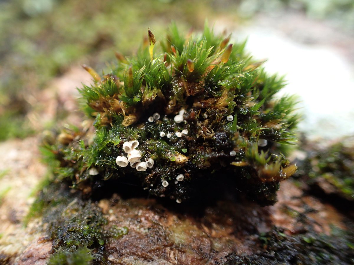 A nice population of the generalist bryophilous basidiomycete Chromocyphella muscicola on some decaying Frullania beneath Ulota crispa agg. C. muscicola appears to be very common at this time of year, but often rather inconspicuous among other epiphytic mosses.