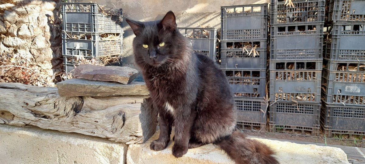 Andrea Catte tweet media