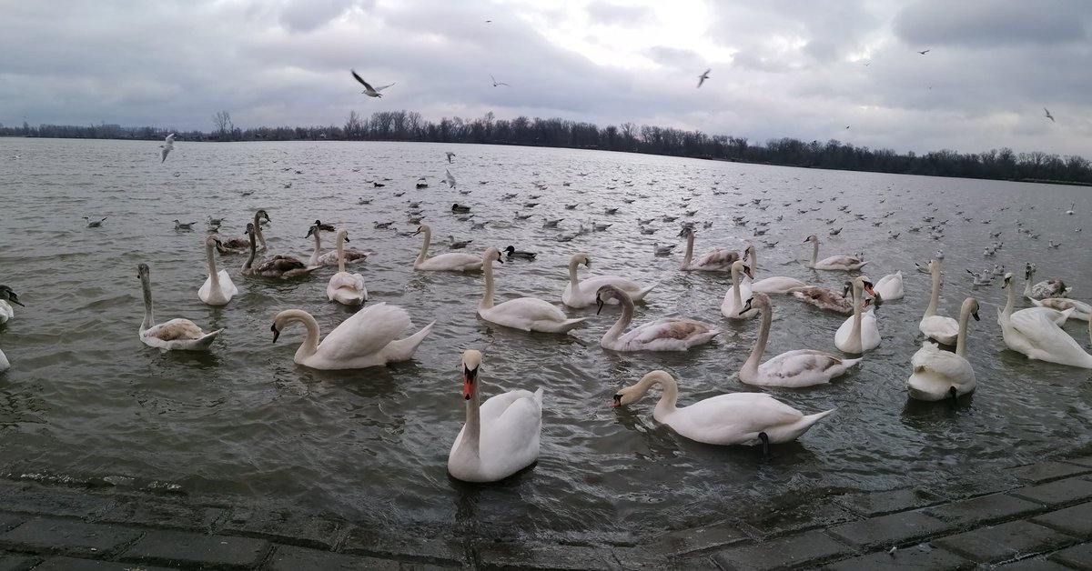 K_U_P_E_K's tweet photo. Dva #labud #danube #pozdravizkasabe #beograd #dorcol https://t.co/2lEdWaRnZR