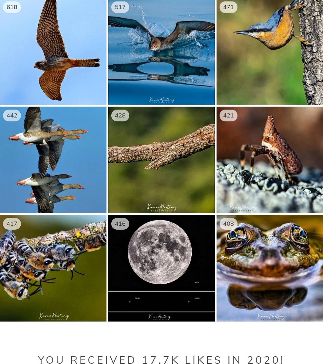 xamape_photo's tweet photo. TOP NINE 2020
Moltes gràcies • Muchas gracias • Many thanks
#topnine #topnine2020 #topbirds #topeuropephoto #catalunyaexperience #catalunya_al_natural #catalunya_detalls #catalunya_animal #macro_brilliance #macro_perfection #birdphotography #ocells
https://t.co/GosoUWZTUb https://t.co/jSBWKAuK8t