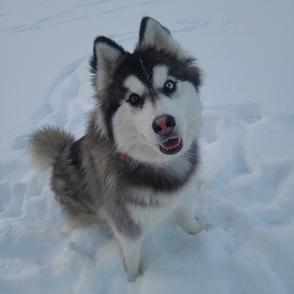 vthuskypack's tweet photo. #NewYearsResolution: Run a 5k with my hooman! Technically we've already started training. What's your resolution? 😁-Miska #husky #NYE #runner #5kgoals https://t.co/mG3dfK4hpp