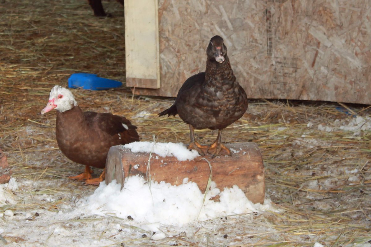 Look at these fatties! No problem overwintering here lol. 🦆

#ducksofinstagram #ducklings #ducklife #ducklingsofinstagram #ducklove #muscovy #duckstagram #tagify_app #muscovyducks #ducksquad #muscovyducksofinstagram #muscovyducklings #muscovys #muscovylove #muscovyduckling