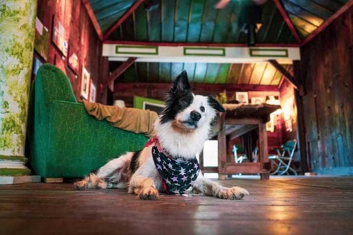 kyblueblood's tweet photo. Rob Stone photography
Lady ❤️🐾
#RabbitHash https://t.co/6bERgrFvJs