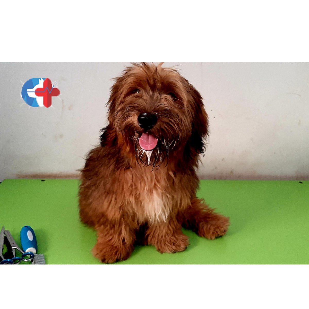 CarotidVet's tweet photo. Meet Storm!! The happy pup ready for his grooming 💇♂️✂️🐶
#carotidvet #lhasaapso #puppy #grooming #animals #newyear #thursday #newyeareve #groomingsalon #nigeria #lagos #lagosdogs #unityestate #egbeda #alimosho #africa #doglover #veterinarian #life #doglove #ilovemydogs #mydogs https://t.co/0bBIYLEF1V