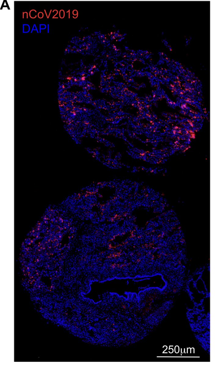 You infect cells with the purified virus and you perform spatial transcriptomics on those cells.This is a new, explosive and exciting field that SOLiD sequencing is still being used for. https://www.sciencemag.org/custom-publishing/webinars/mining-transcriptome-using-spatial-transcriptomics-comprehensive-2d-or-3d