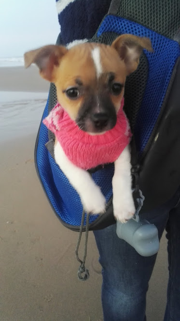 2020...a look back...It began with the puppy,  #LittleLegs