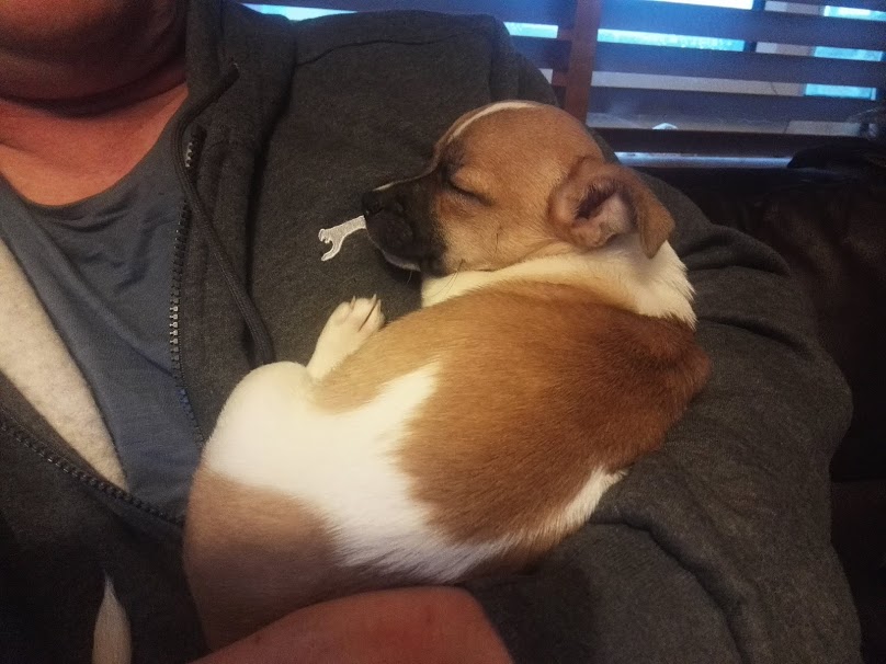 2020...a look back...It began with the puppy,  #LittleLegs