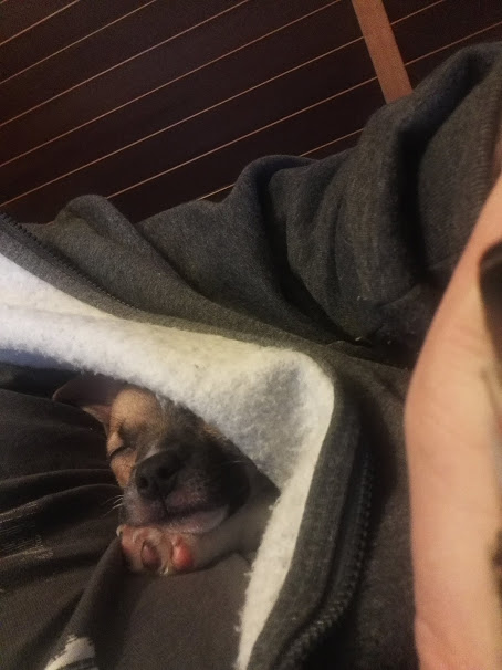 2020...a look back...It began with the puppy,  #LittleLegs