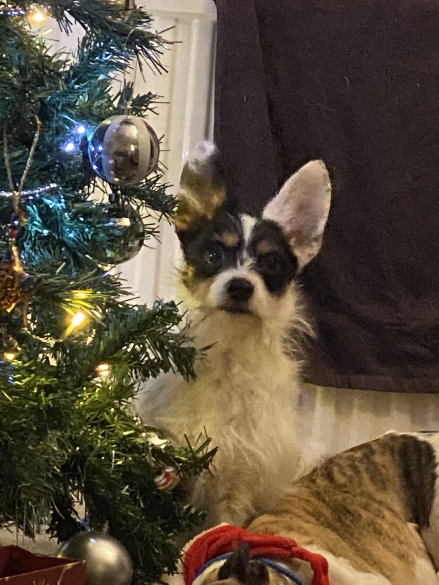 03keeler's tweet photo. Yeah, me to gizmo. https://t.co/e9bZzp1VFL