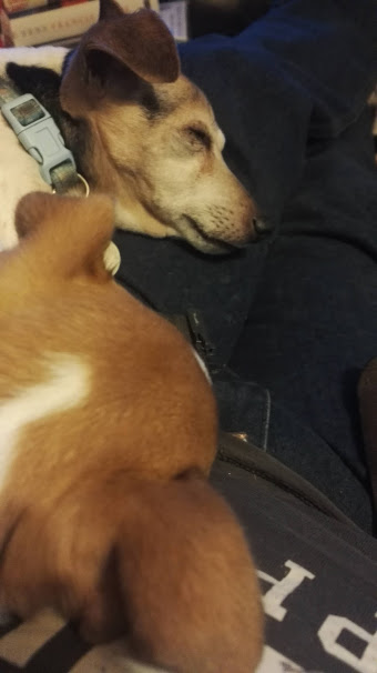 The new addition soon settled in and began to rule the roost...