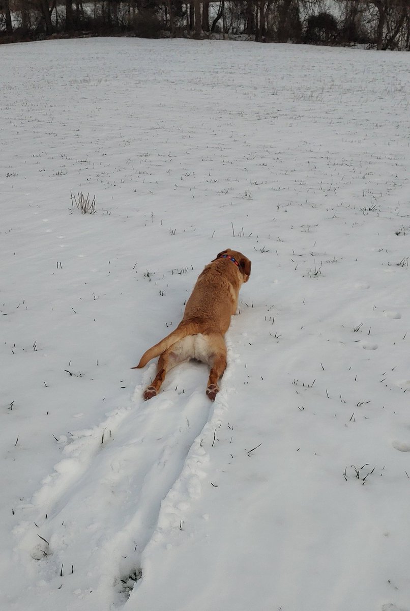 2lovelabs's tweet photo. Sliding out of 2020. May the new year bring you peace, good health, happiness and joy. Xox
ππ
#Bye2020
#HappyNewYearsEve
#armycrawl
#Dog
#dogsoftwitter
#dogsarelove
#dogsarefamily https://t.co/rkjXGSEkFV