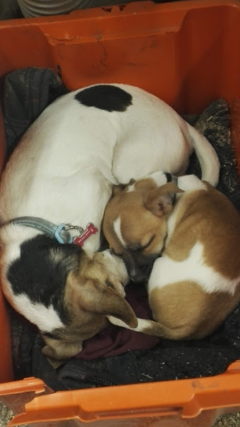 The new addition soon settled in and began to rule the roost...