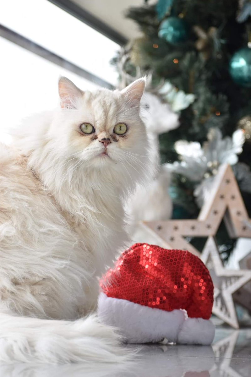 ViMadness's tweet image. Happy Holidays and a hopefully amazing 2021 from Simba!! #Bye2020