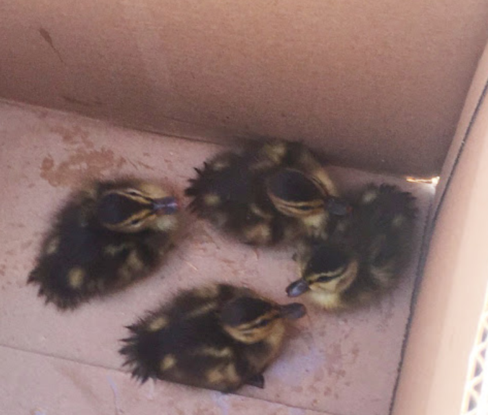 wsdot's tweet photo. In early May, one of our @wsdot_tacoma bridge maintenance workers teamed with our friends @wastatepatrol to rescue several ducklings stuck in a drain on Tacoma Narrows Bridge! The story: https://t.co/w3I5jrLiWF #WSDOT20 https://t.co/Ln24fswDcD