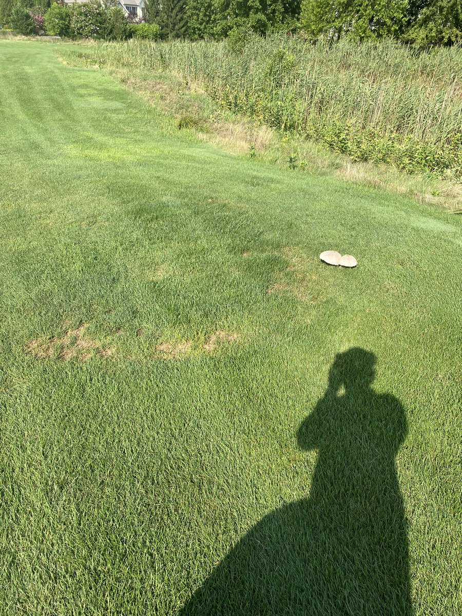 LukeKringler's tweet photo. Fairy ring with some fugitive fruiting bodies. https://t.co/0N1FWQpvPl