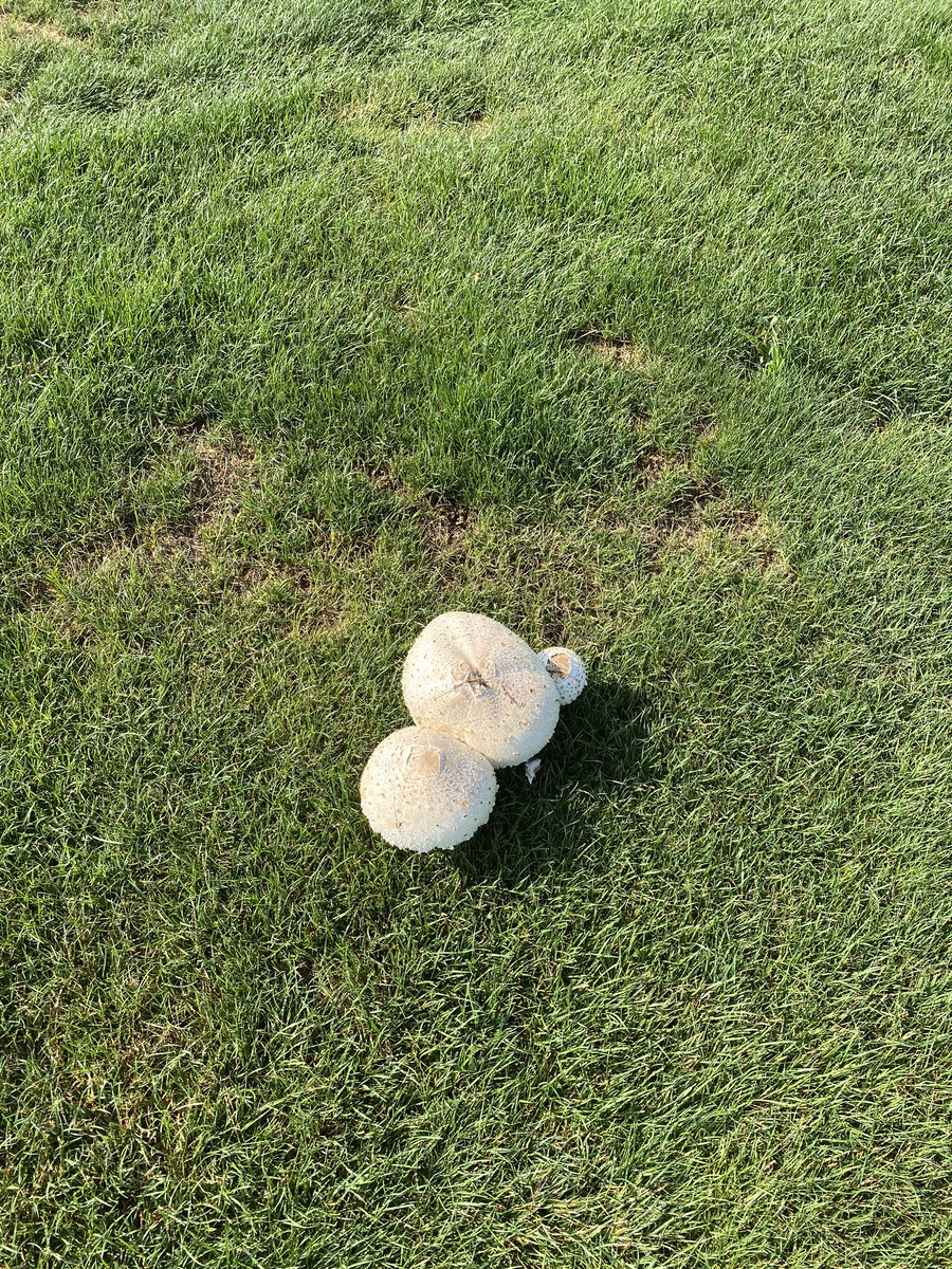 LukeKringler's tweet photo. Fairy ring with some fugitive fruiting bodies. https://t.co/0N1FWQpvPl
