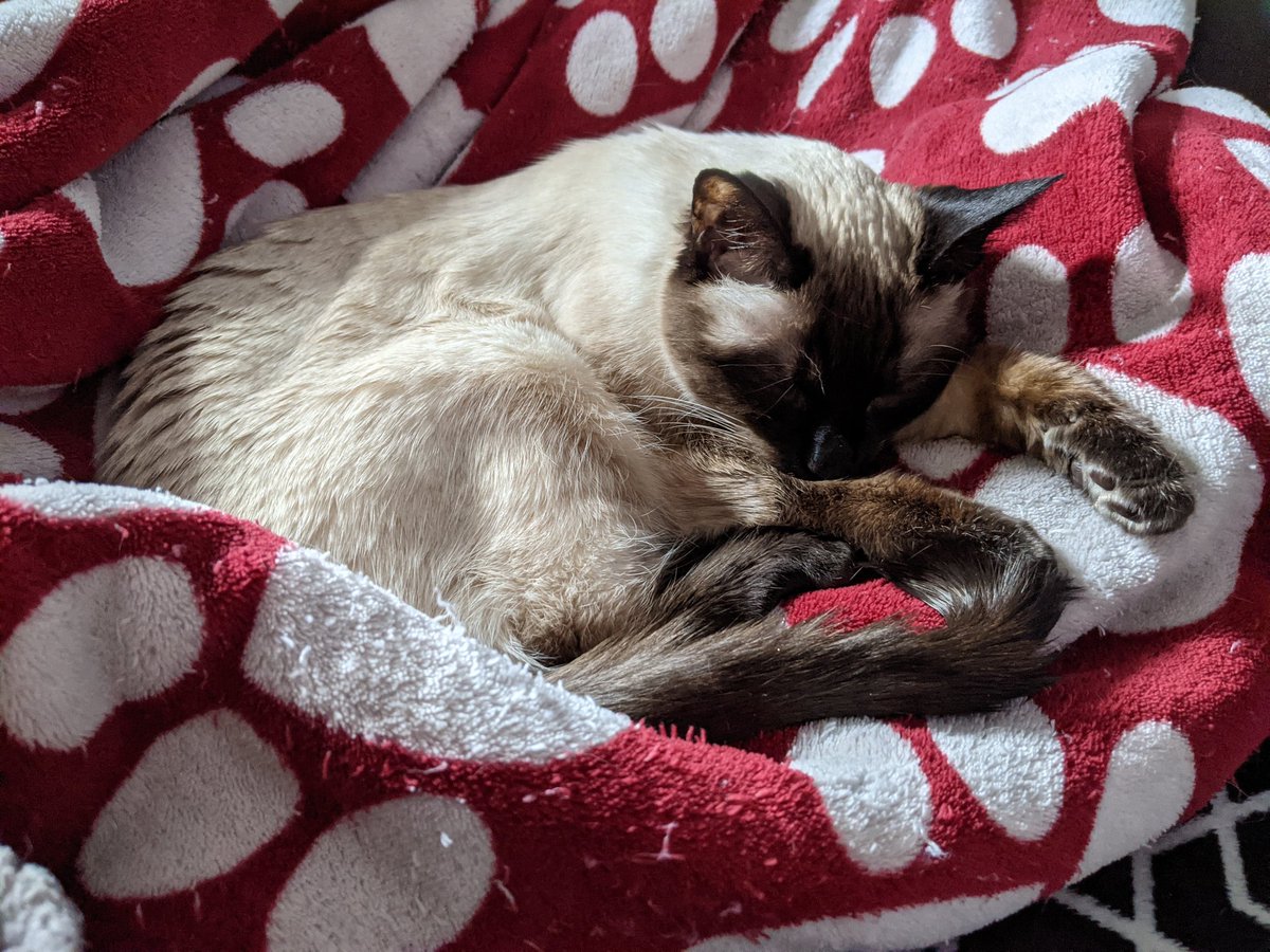 CleoTheSiamese's tweet photo. It's new years eve, I'm just gonna take it easy and relax https://t.co/yTOnzIiDiI