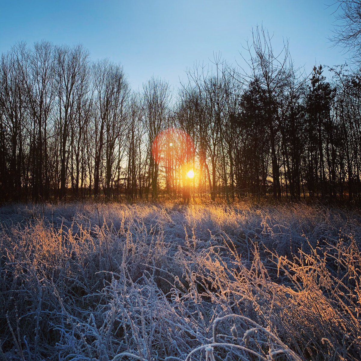 The final sunset of 2020. Fair to say it’s been one heck of a year! Best wishes for a brighter and successful 2021 #hny #sunset #hoarfrost #westfieldwoods #dog #walk