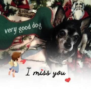 angelfaceallen's tweet photo. My 'Babe'
5/6/01 - 10/3/15
"the price of a good dog is a broken heart at the end." 💔 https://t.co/HvGLmCmi8z