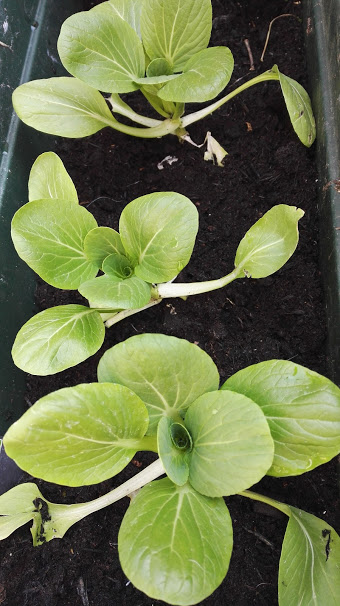 As spring moved to summer some things brought a smile...