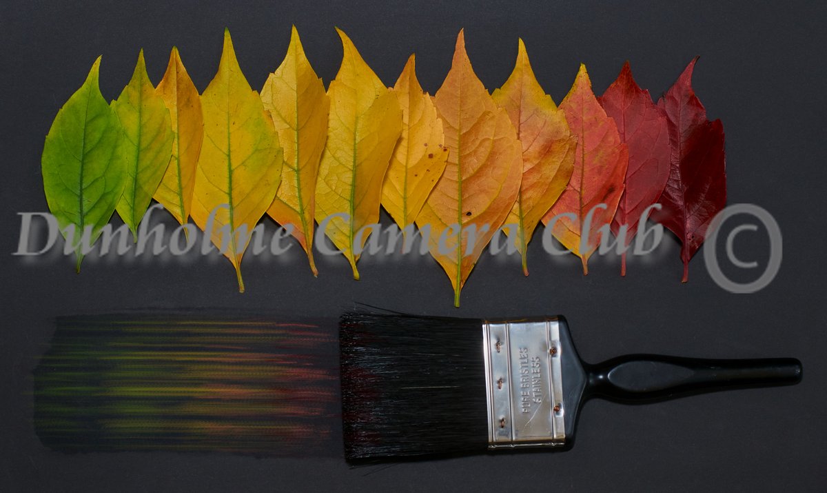 In the final competition of the year the winners from our Chairman's monthly challenges all entered together and are judged by our club president. In 1st place and overall winner is this photo titled 'Nature's Pallett' by Paul Walker. Congratulations Paul, well done. #winner