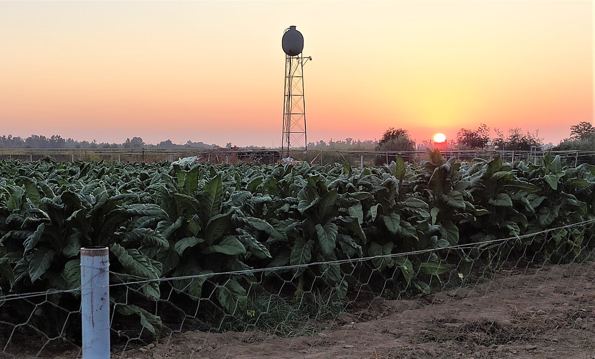 Newcotiana tweet media