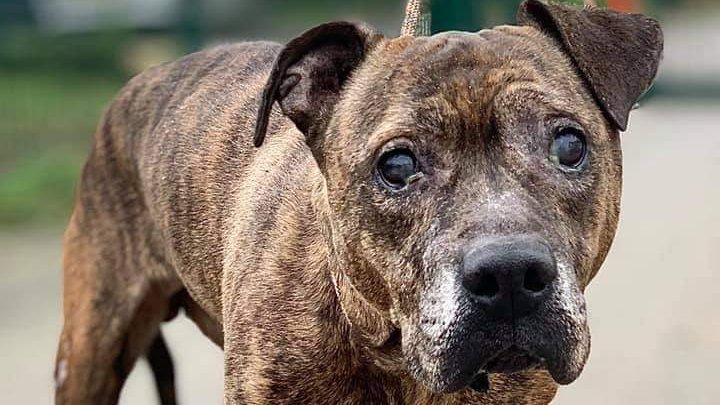 Oldies Club (@oldiesclub) on Twitter photo Meet our 13th hour rescue. Taken into the vets to be pts Skye an 11/12 year old Staffie has come into our care via <a href="/NiallNewHope/">NewHopeAnimalRescue</a>. Skye will be under assessment in her foster home in East Sussex. Once fully assessed & ready for rehoming a full writeup will feature on our website. Meet our 13th hour rescue. Taken into the vets to be pts Skye an 11/12 year old Staffie has come into our care via <a href="/NiallNewHope/">NewHopeAnimalRescue</a>. Skye will be under assessment in her foster home in East Sussex. Once fully assessed & ready for rehoming a full writeup will feature on our website.