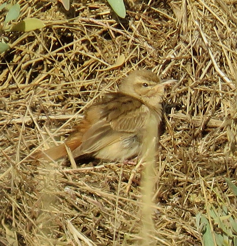 And that's a wrap! 2020 has been such a chaotic year but I've had some great times along the way! I managed to pick up a few lifers such as Bee Eater, Gull Billed Tern, Rufous Bush Chat, Dusky Warbler, Temmicks Stint, Tundra Bean Goose and Blyth's Reed Warbler just to name a few!